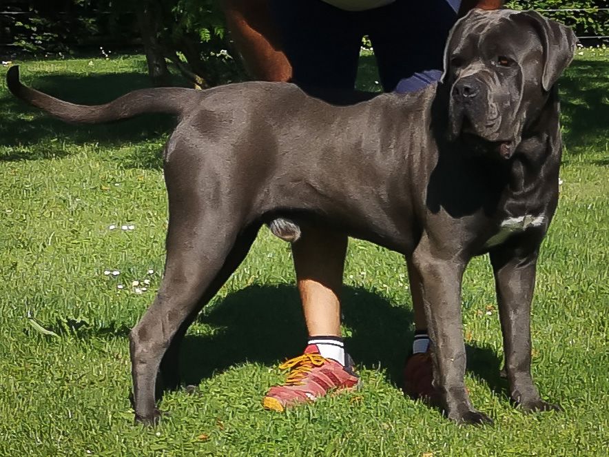 Les Cane Corso de l'affixe Du Pays De La Tribo