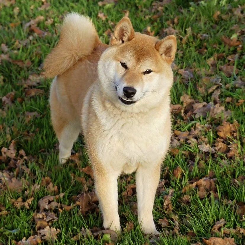 Uizy Des Fideles Akita Ken