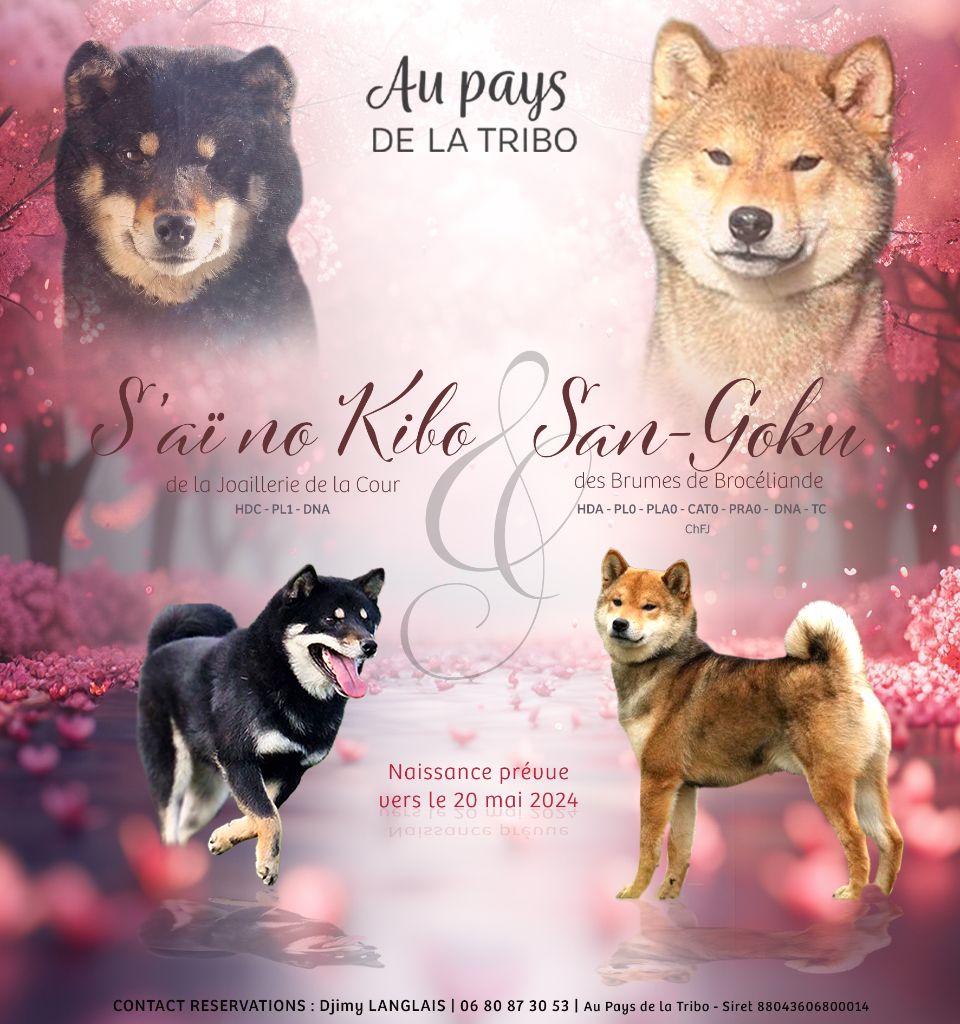 chiot Shiba Du Pays De La Tribo