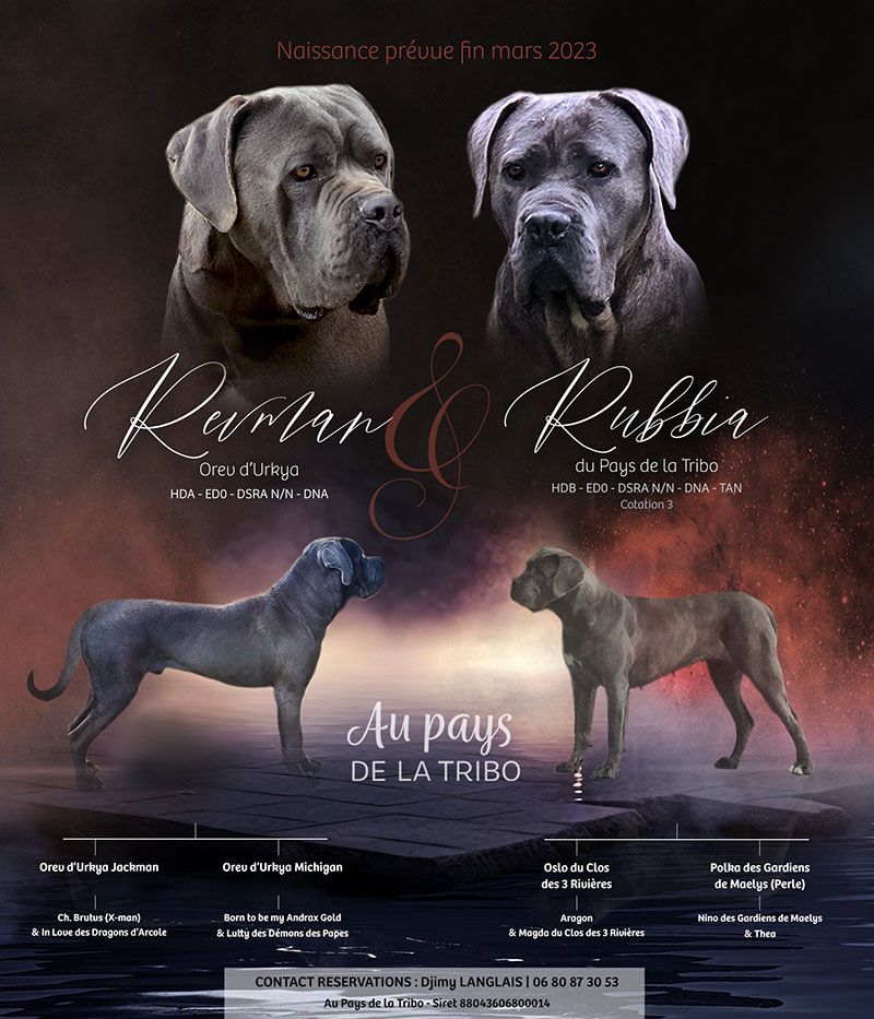 chiot Cane Corso Du Pays De La Tribo