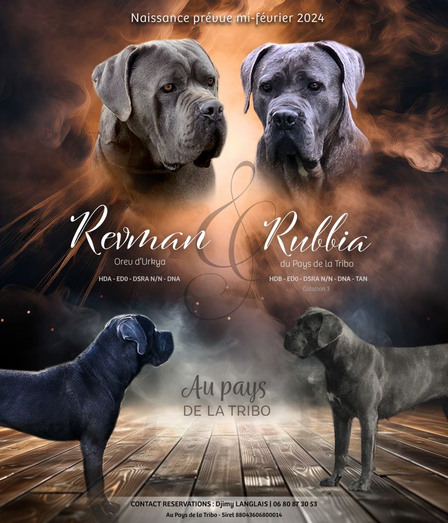 chiot Cane Corso Du Pays De La Tribo