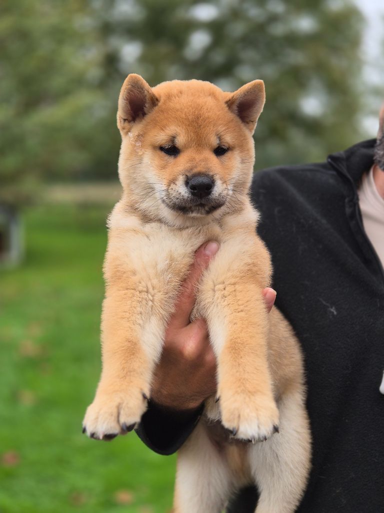 chiot Shiba Du Pays De La Tribo