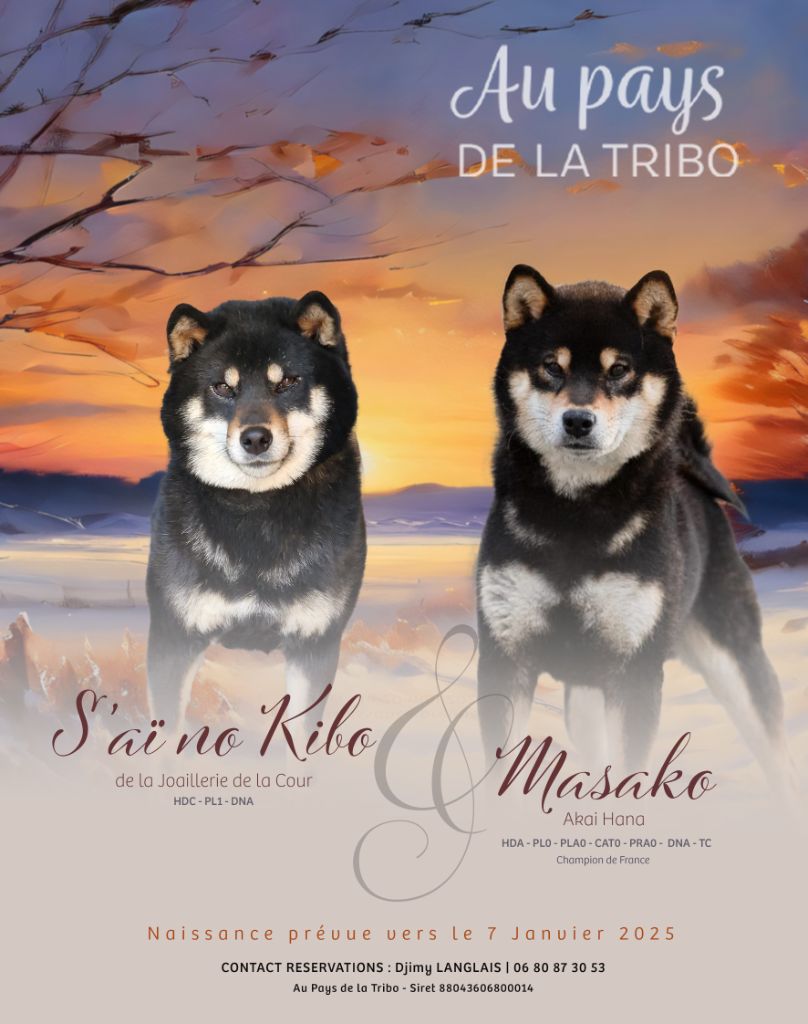 Du Pays De La Tribo - Chiot disponible  - Shiba