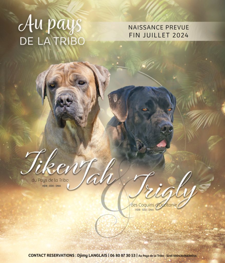 Du Pays De La Tribo - Chiot disponible  - Cane Corso