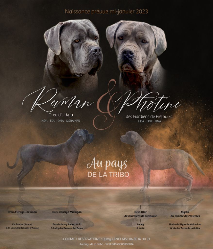 chiot Cane Corso Du Pays De La Tribo