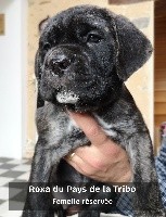 ROXA DU PAYS DE LA TRIBO