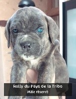 ROLLY DU PAYS DE LA TRIBO