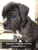 REYNA DU PAYS DE LA TRIBO