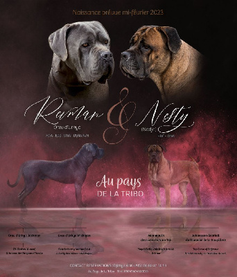 Du Pays De La Tribo - Cane Corso - Portée née le 21/02/2023