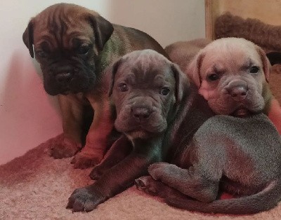 Du Pays De La Tribo - Cane Corso - Portée née le 06/02/2022