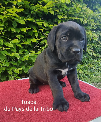 TOSCA DU PAYS DE LA TRIBO