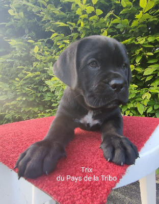 TRIX DU PAYS DE LA TRIBO