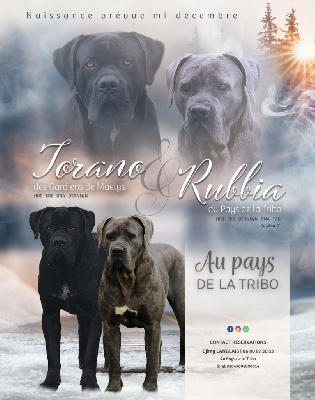 Du Pays De La Tribo - Cane Corso - Portée née le 18/12/2024