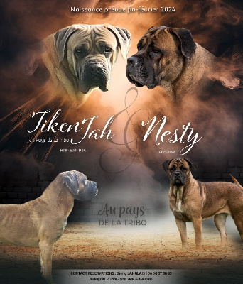 Du Pays De La Tribo - Cane Corso - Portée née le 25/02/2024