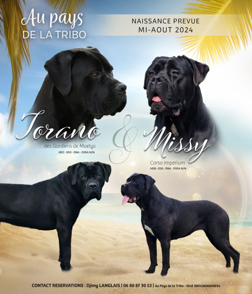 Du Pays De La Tribo - Chiot disponible  - Cane Corso