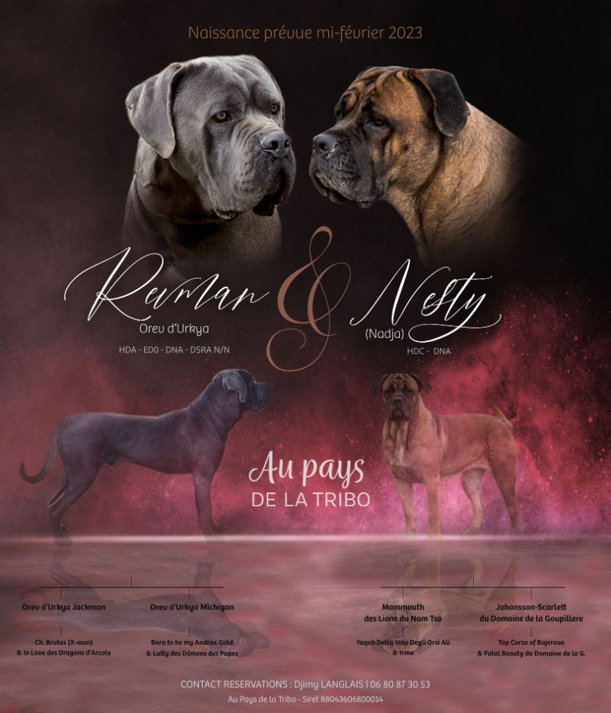 chiot Cane Corso Du Pays De La Tribo