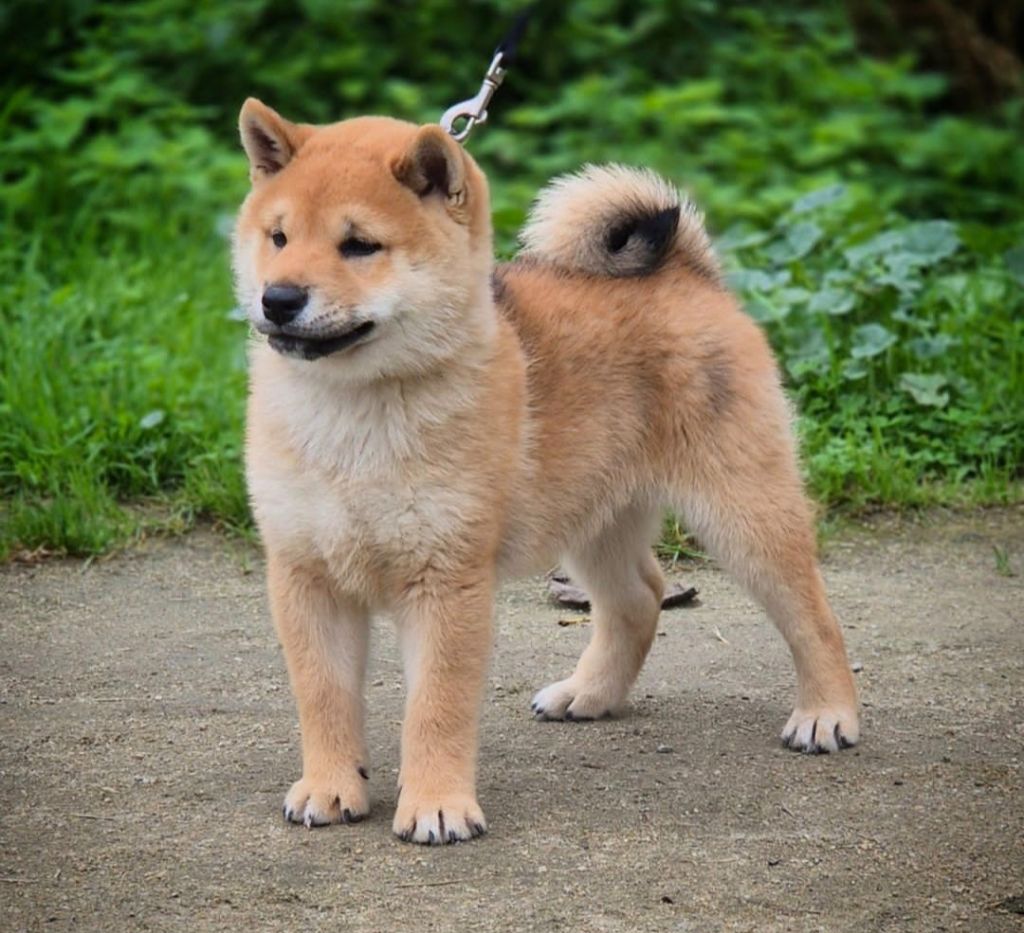 Du Pays De La Tribo - Chiot disponible  - Shiba