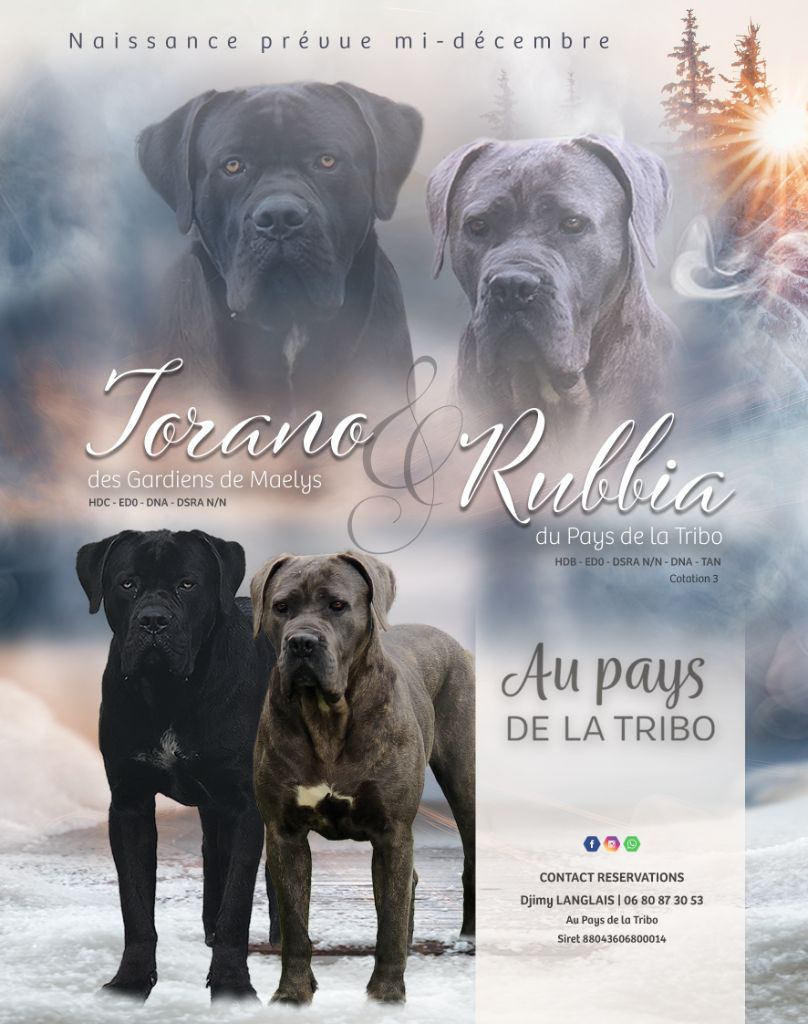 chiot Cane Corso Du Pays De La Tribo