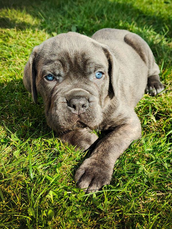 Du Pays De La Tribo - Cane Corso - Portée née le 05/09/2021