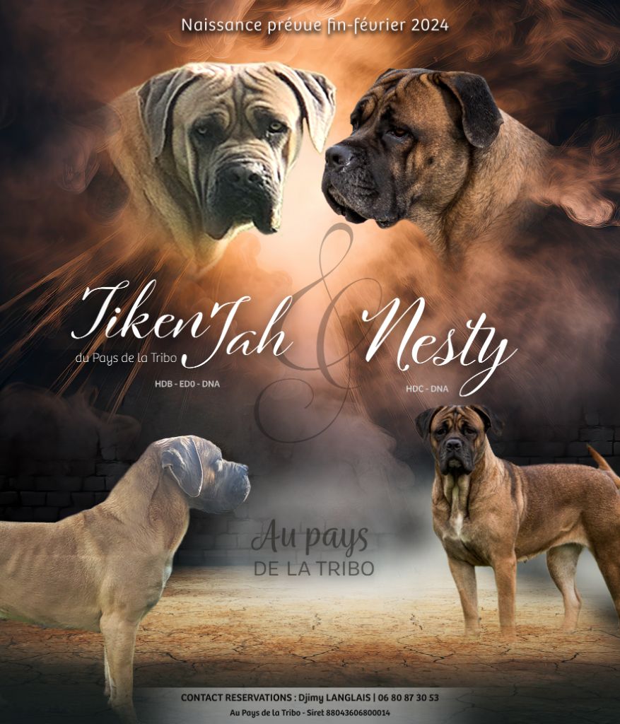 chiot Cane Corso Du Pays De La Tribo