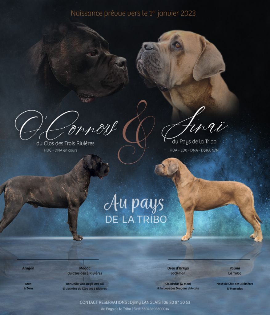 chiot Cane Corso Du Pays De La Tribo