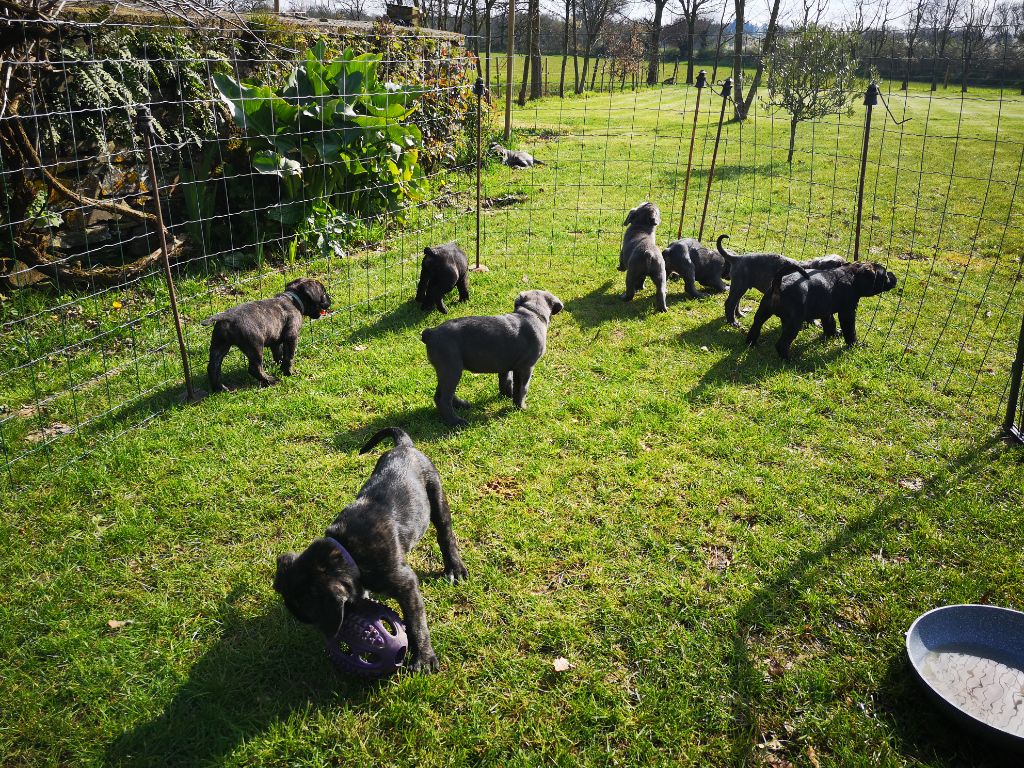 Du Pays De La Tribo - Cane Corso - Portée née le 04/02/2020