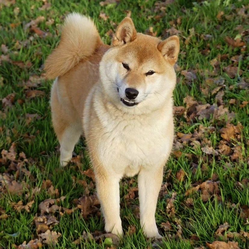Uizy Des Fideles Akita Ken