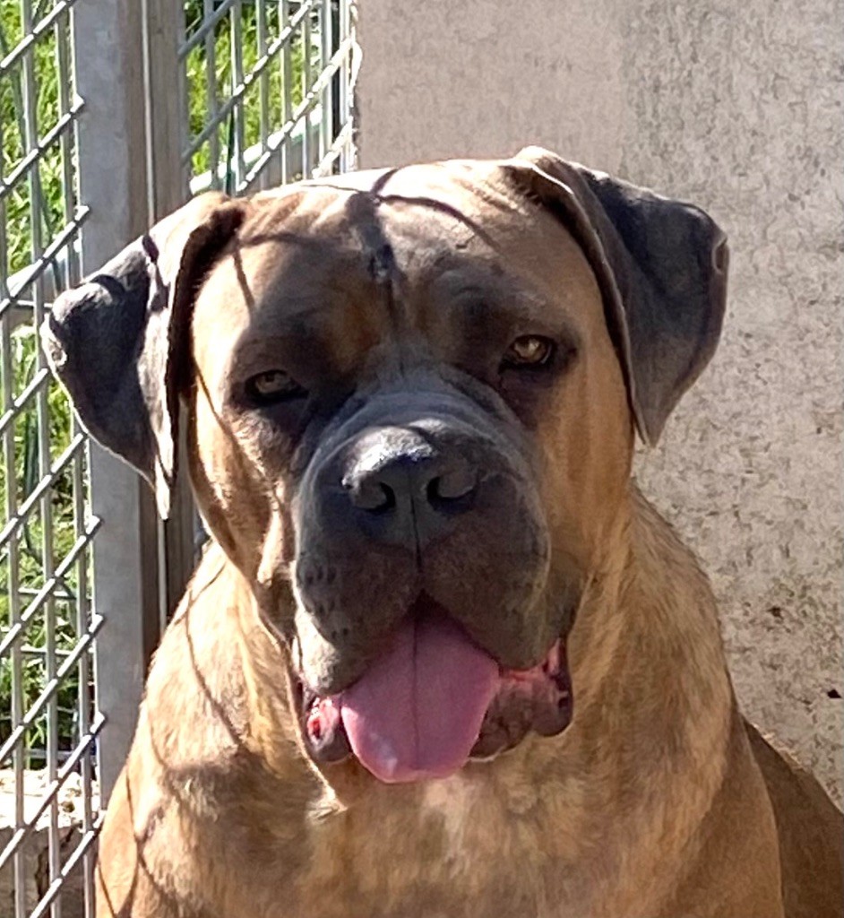 Rothorm Jy Dream Rabiozza