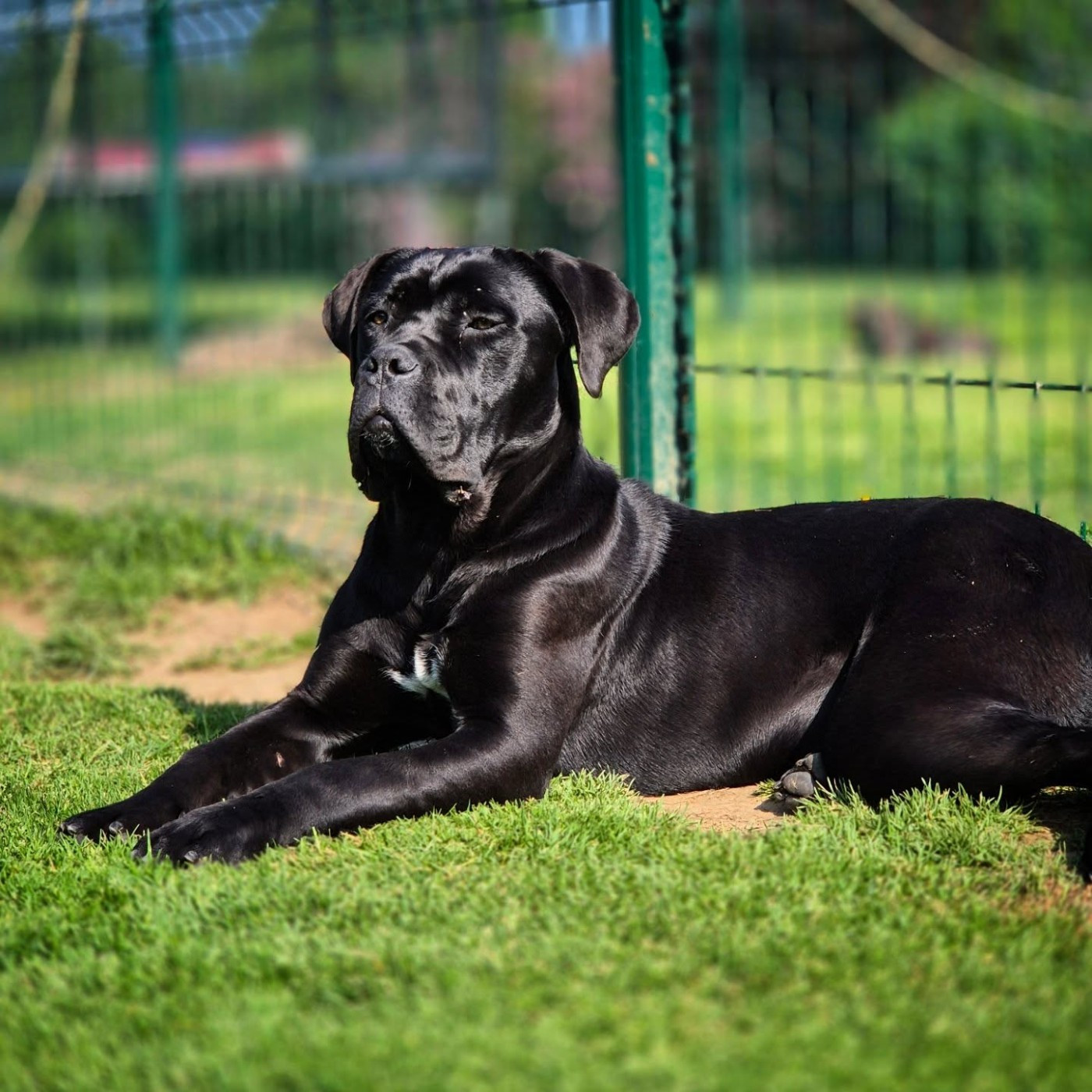 VALSE  Du Pays De La Tribo