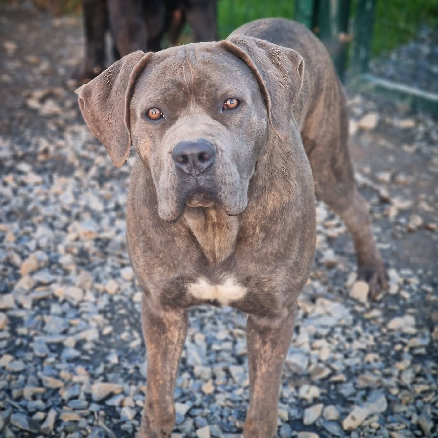 ANDAYE Du Pays De La Tribo