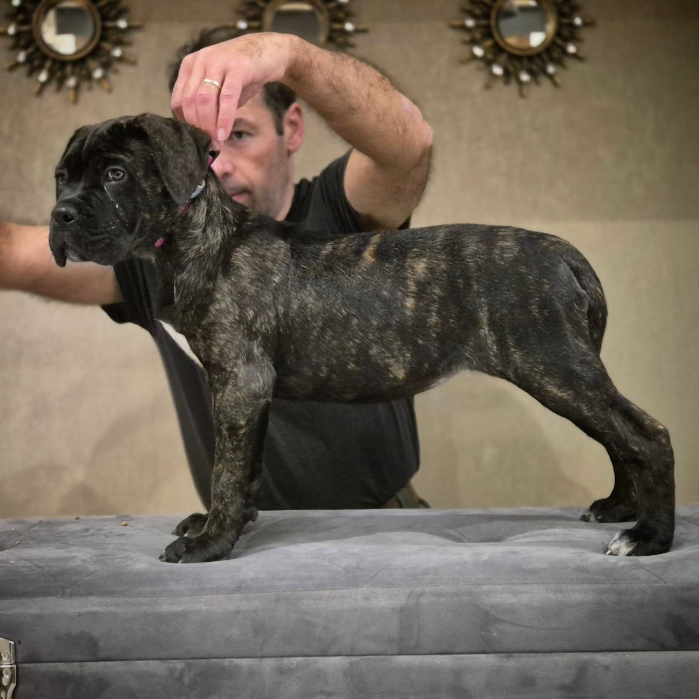 ANGGUN Du Pays De La Tribo