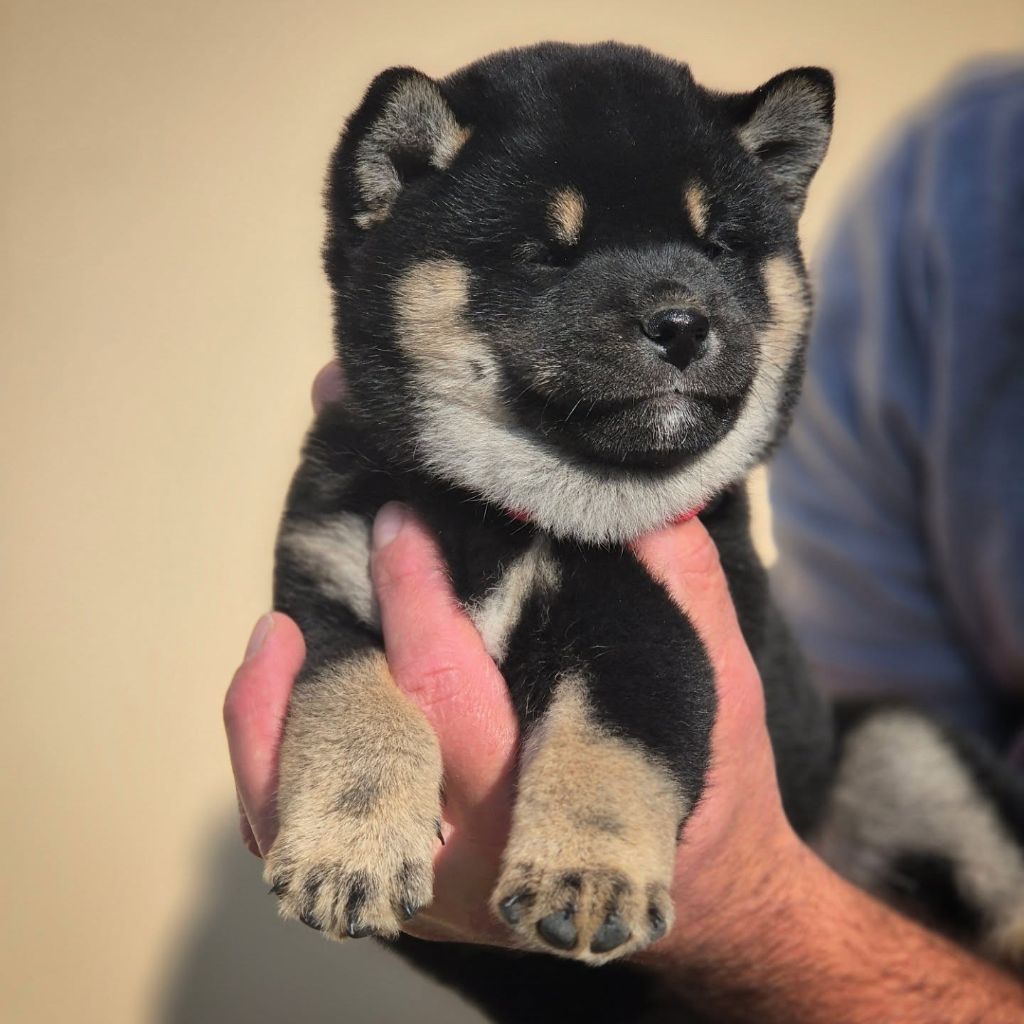 Du Pays De La Tribo - Chiots disponibles - Shiba