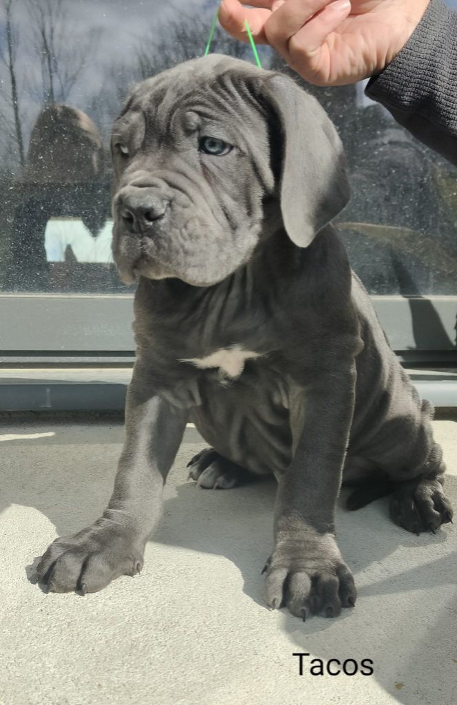 Du Pays De La Tribo - Cane Corso - Portée née le 18/01/2022