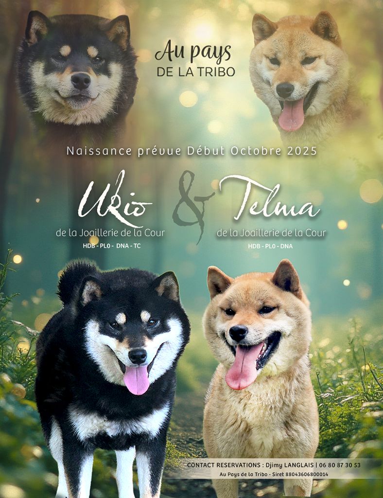 Du Pays De La Tribo - Shiba - Portée née le 04/10/2025