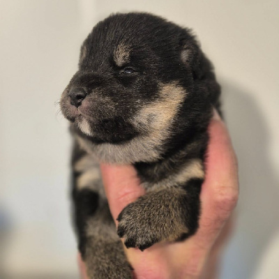 CHIOT