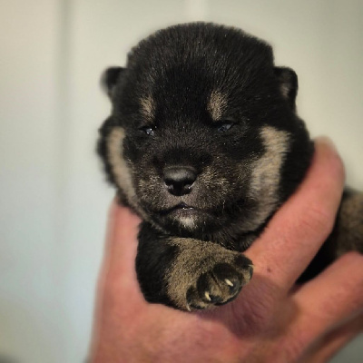 CHIOT