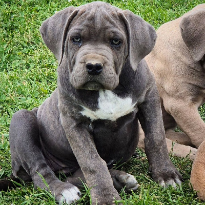 CHIOT 