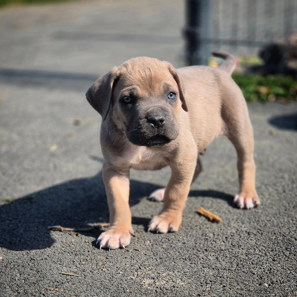 Du Pays De La Tribo - Chiots disponibles - Cane Corso