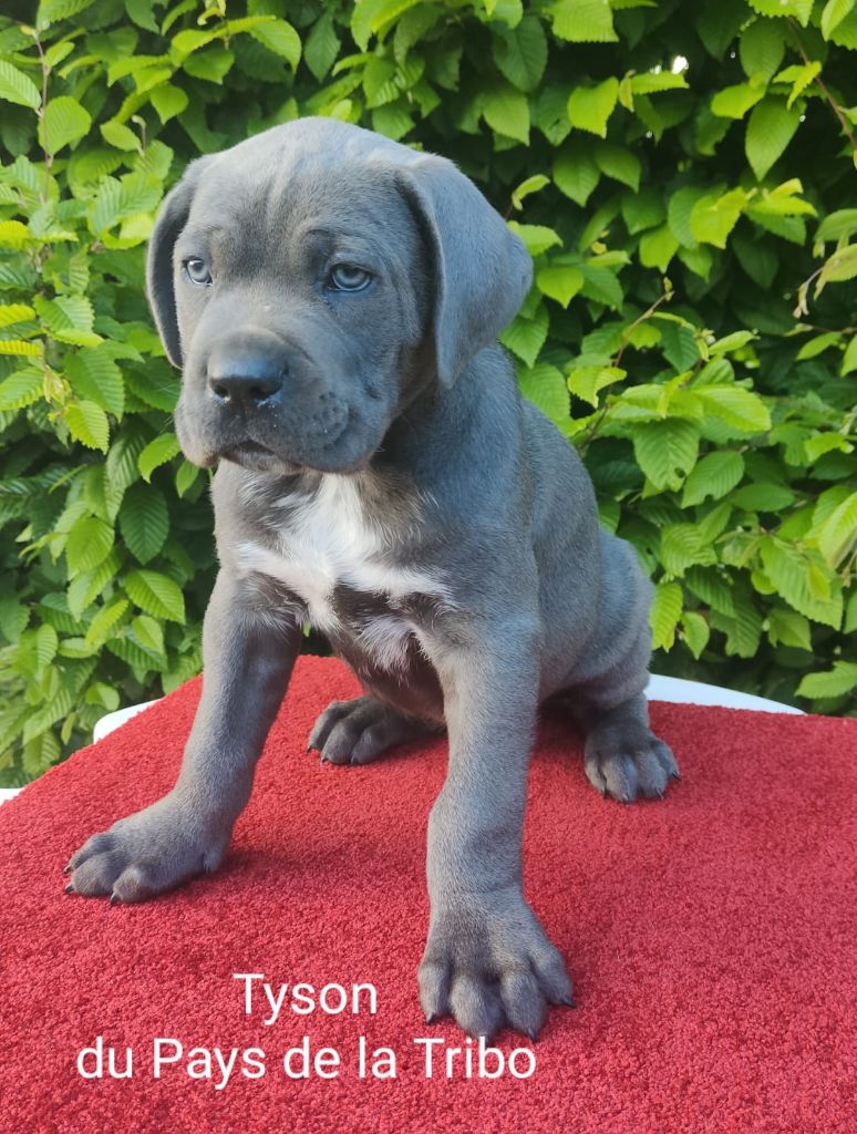 Du Pays De La Tribo - Cane Corso - Portée née le 17/03/2022