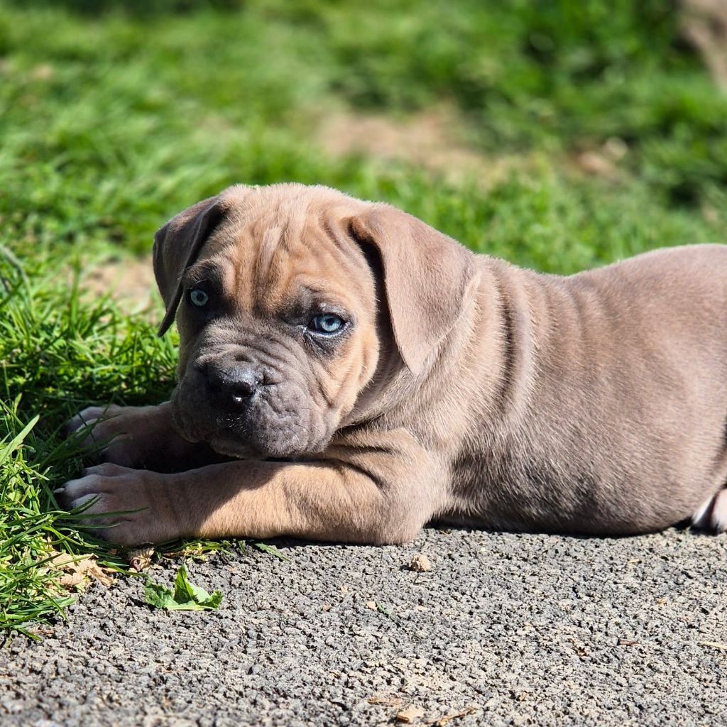 Du Pays De La Tribo - Chiots disponibles - Cane Corso