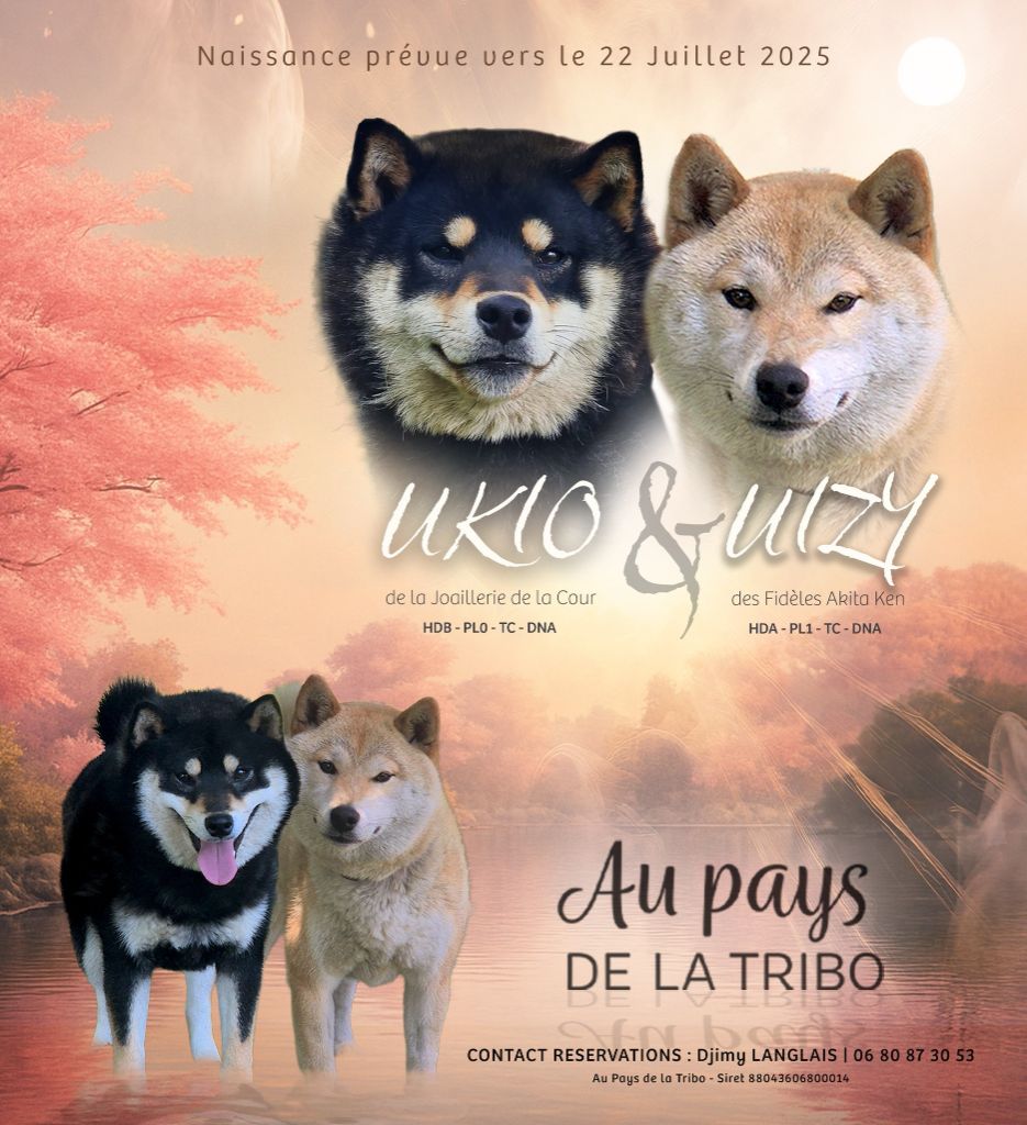 Du Pays De La Tribo - Shiba - Portée née le 21/07/2025
