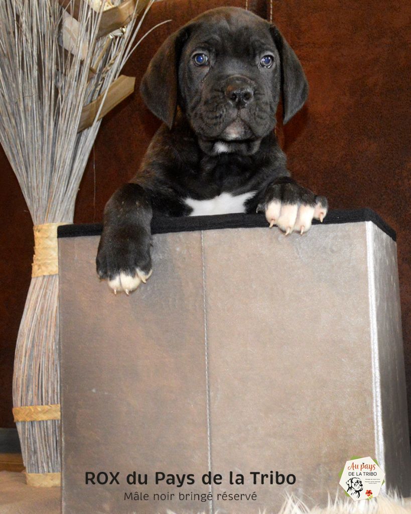Du Pays De La Tribo - Cane Corso - Portée née le 09/09/2020