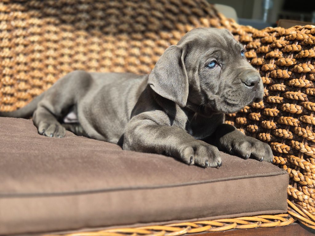 Du Pays De La Tribo - Chiots disponibles - Cane Corso