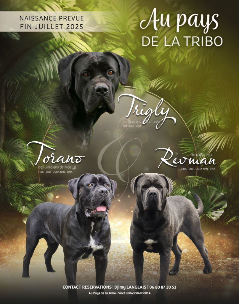 Du Pays De La Tribo - Cane Corso - Portée née le 28/07/2025